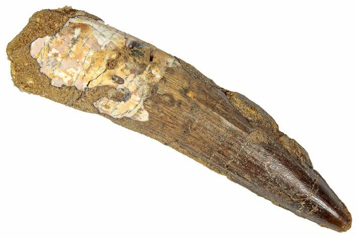 Fossil Spinosaurus Tooth - Real Dinosaur Tooth #346311